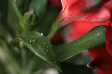 Beautiful leaves and flowers with water drops on blurred background, closeup