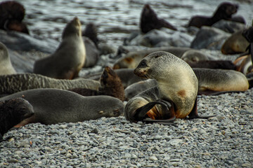 Fototapeta premium Fur seals
