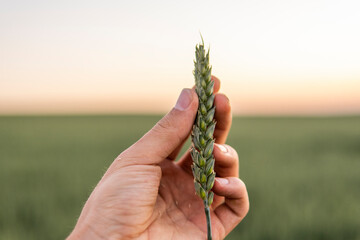 Farmer's holds ears of wheat in field under sun, inspecting his harvest. Farmer man walks through wheat field, touching green ears of wheat. Copy space. © Volodymyr_sh