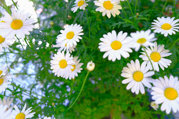 Bouquet of daisies, background, daisies