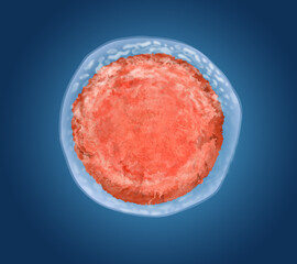 Ovum (egg cell) on blue background, illustration