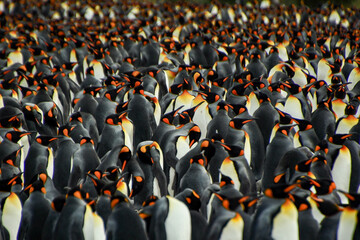 King penguin heads