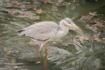 Héron cendré (Ardea cinerea) dans un étang