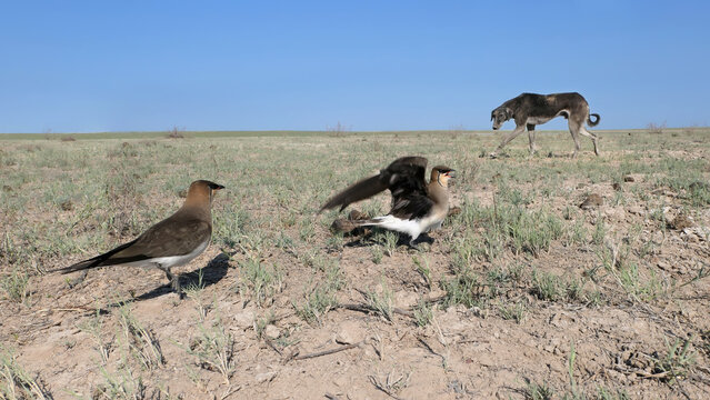 Black-winged pratincoles (Glareola nordmanni) near the nest with eggs disturbed by the Tazy dog, Kazakhstan