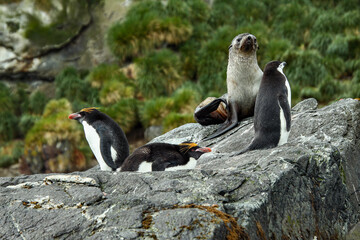 Penguins and seals
