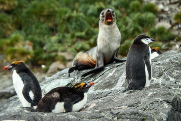 Penguins and seals