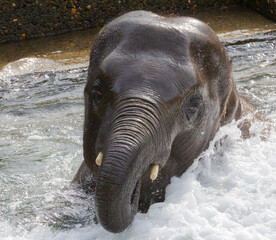 elephant playing in water