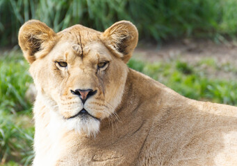 lion in the zoo