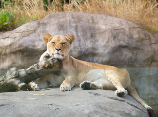 Fototapeta na wymiar lion resting