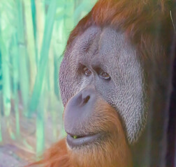 orangutan at zoo © Casey