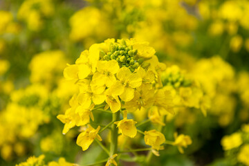 黄色い菜の花
