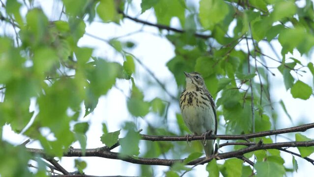 Closeup of a woodland bird Tree pipit perched and making quiet noise in Estonian boreal forest, Northern Europe