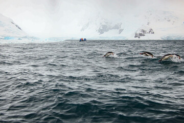 Gentoos in the water
