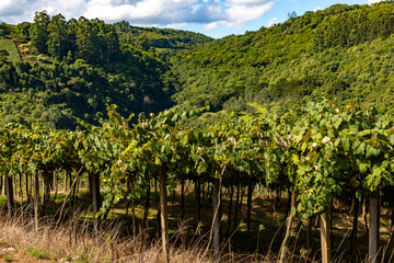 Fototapeta na wymiar Vineyard with valley in background