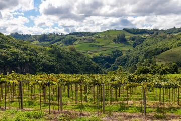 Fototapeta na wymiar Vineyard with valley in background