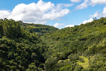 Fototapeta na wymiar Forest in a valley