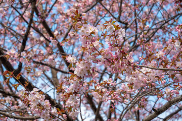 大通公園の桜（北海道札幌市）