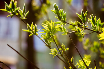 A green juicy young leaf glowing brightly in the sun's rays passing through it with a texture, shot at close range with a blurred background and bokeh during the day in spring