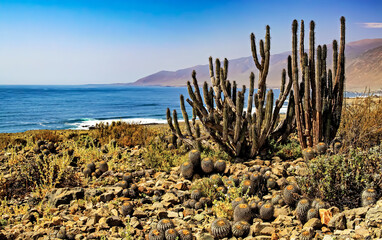 View of different wild cactus species growing on dry stony ground on the Chilean pacific coast...
