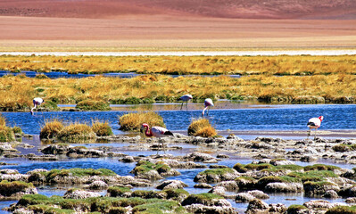 Beautiful lake with rocks and dry grass, wild andean flamingos (Phoenicoparrus andinus) in arid landscape - Atacama desert, Laguna Chaxa, Chile