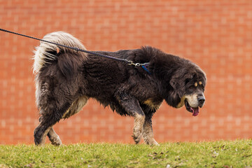 Fototapeta premium The Tibetan Mastiff is on a leash