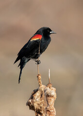 red wing blackbird perching on cattail
