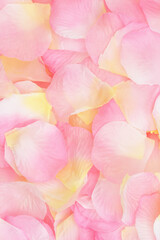 Pink and yellow rose petal love background