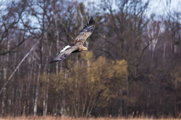 White-tailed eagle (Haliaeetus albicilla) flying around