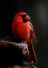 male cardinal in dramatic light