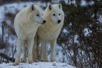 Obraz premium Arctic wolf (Canis lupus arctos) two of the pack in the snow