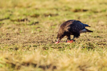 common buzzard (Buteo buteo) eats some prey