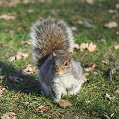 Naklejka na ściany i meble カナダの街中の公園にいるリス　A squirrel in a city park in Canada