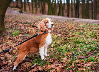 A dog of the English cocker spaniel breed stands against the background of blurred trees in the...