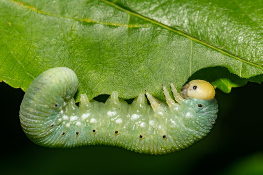 Elm Sawfly Larvae - Cimbex americanus
