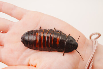a large hissing Madagascar cockroach in children's hands