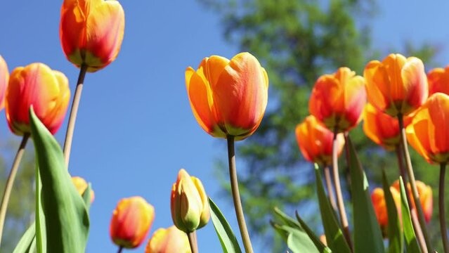 Colorful natural tulip flowers. Panoramic landscape in sunny day. Beautiful nature delicate red flowers field. Blooming spring meadow of light outdoors sun. Selective focus.