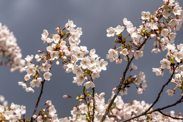 close up low angle view of a sakura tree branch covered in blossoms