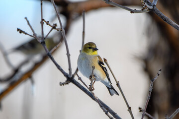 gold finch