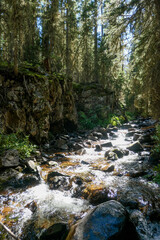 river in the forest