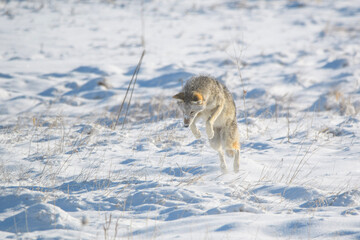 coyote hunting in snow