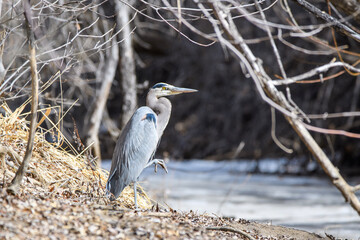 great blue heron