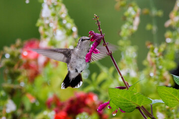 hummingbird in flight