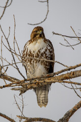 red tailed hawk