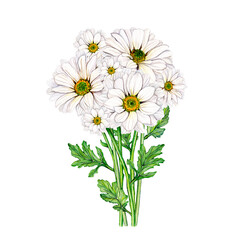 Bouquet of chrysanthemum flowers on a stem with green leaves. Watercolor hand drawn floral illustration, isolated on white background. Botanical print for card