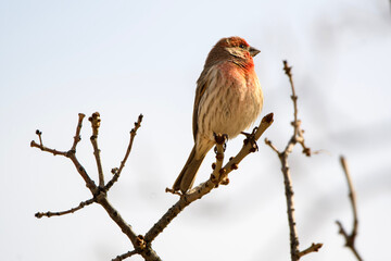 finch on branch