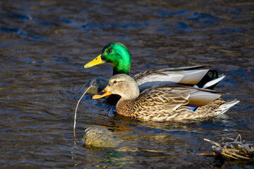ducks on the lake