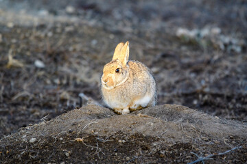 rabbit on the ground