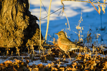 robin in the grass