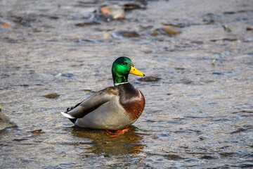 duck on water