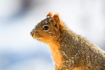 squirrel 